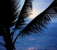 Hawaii Palm